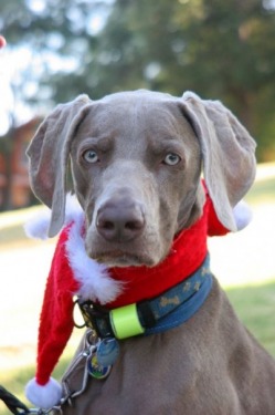 William the Weimaraner wearing a red Santa hat scarf, our original Sydney Ghost Tours mascot
