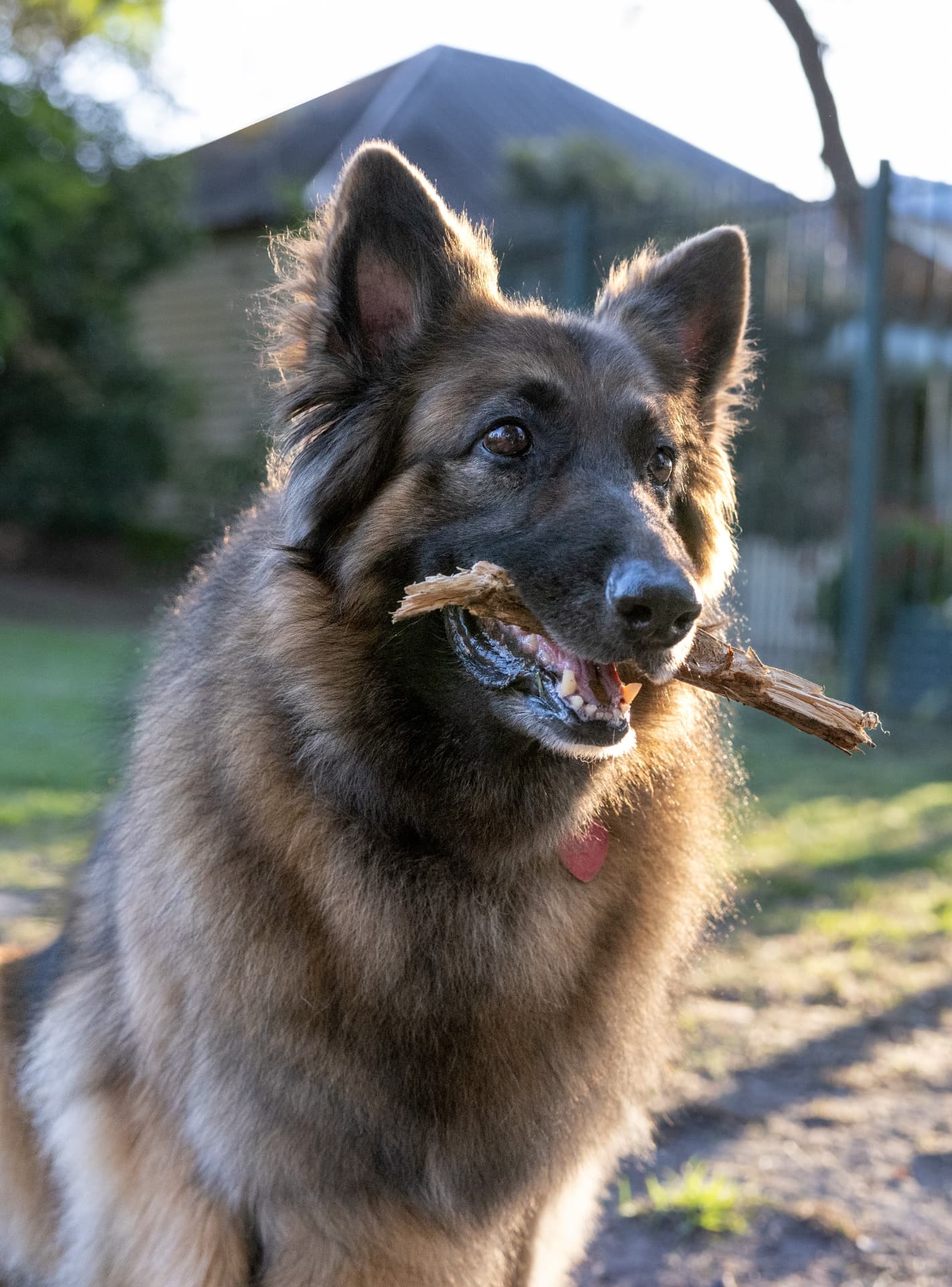 Hera, a Long Stock Coat German Shepherd, in the garden with a stick